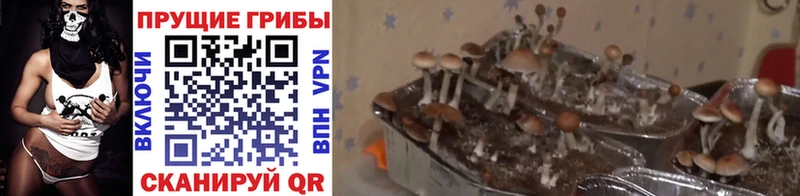 Псилоцибиновые грибы прущие грибы как найти наркотики Орск
